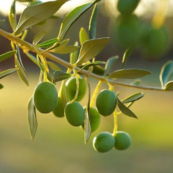 Jojoba Carrier Oils - Image 2