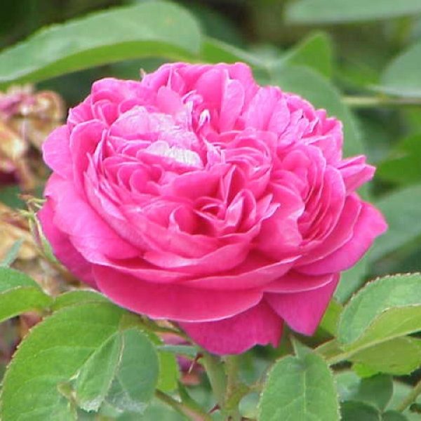 Rose (Rosa damascena) Organic Hydrosol Wellness Aromatherapy - Image 3